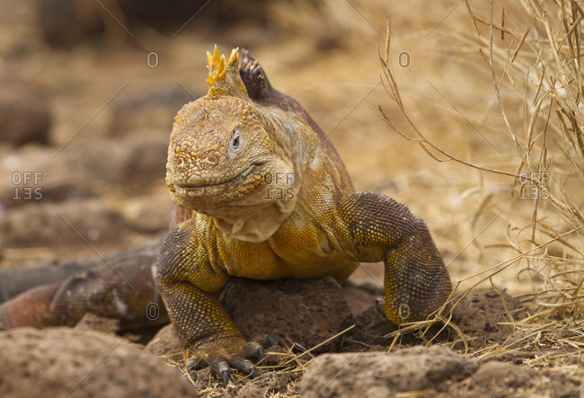 Land Iguana on North Seymour