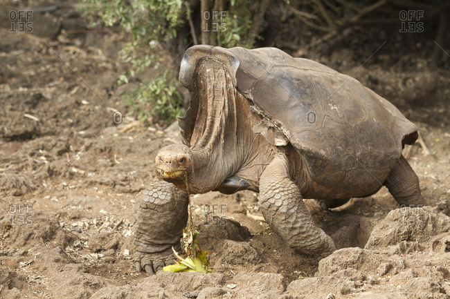 Saddleback Tortoise in Galapagos