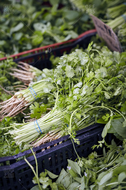 Bunches of fresh cilantro for sale at farmers' market