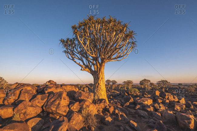 Quiver tree forest (Aloe dichotoma), Keetmanshoop, Namibia, Africa.