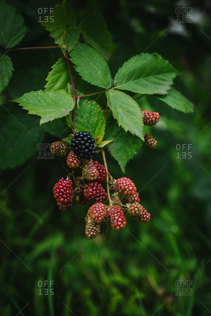 Blackberries growing on a bush