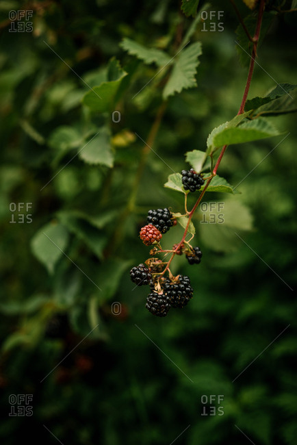 Blackberries growing on a vine