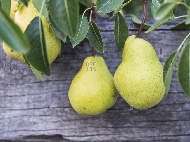 Pears in an orchard in South Africa