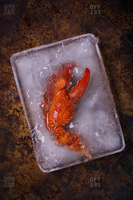 Cooked lobster claws in a container of ice