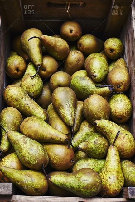 A crate of ripe pears
