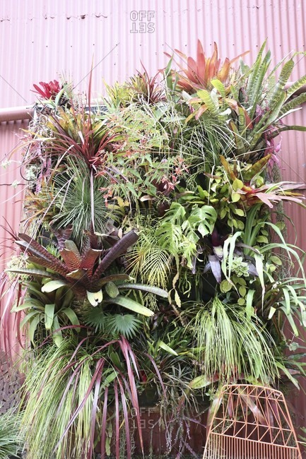 Bromeliads and philodendrons planted in front of corrugated metal fa�ade