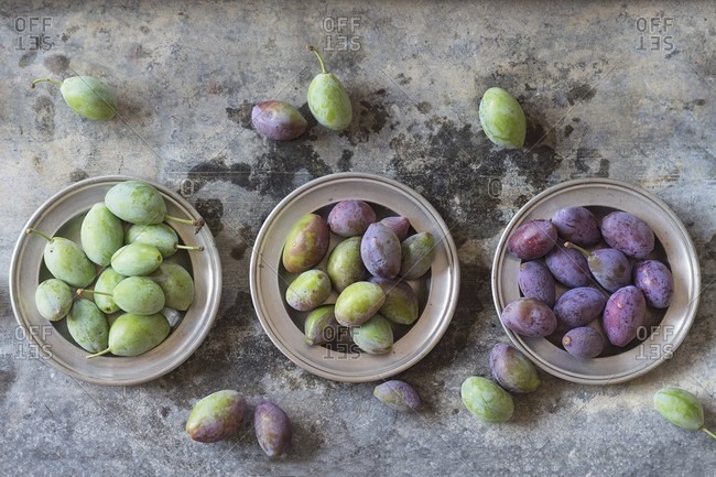 Young green and purple plums on metal plates (seen from above)