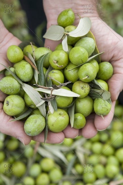 Hands holding freshly harvested green olives (Trapani, Sicily, Italy)