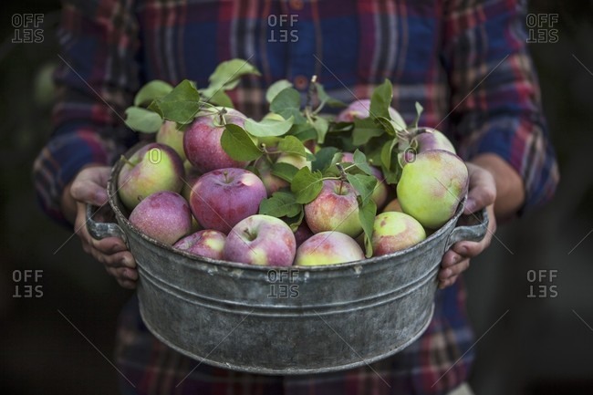 A person holding a zinc tub with freshly harvested apples