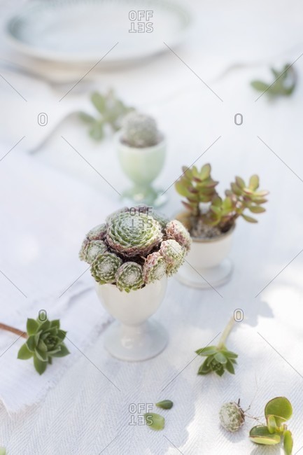 Arrangement of sempervivums, crassula and small cactus in old egg cups decorating table