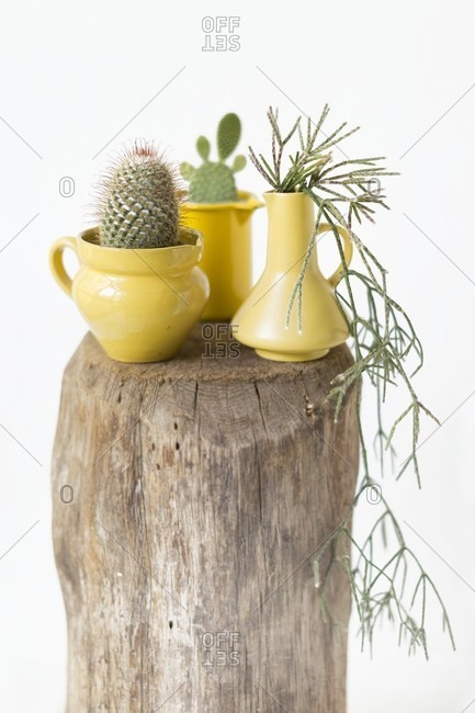 Vintage-style arrangement of yellow jugs and cacti on wooden block