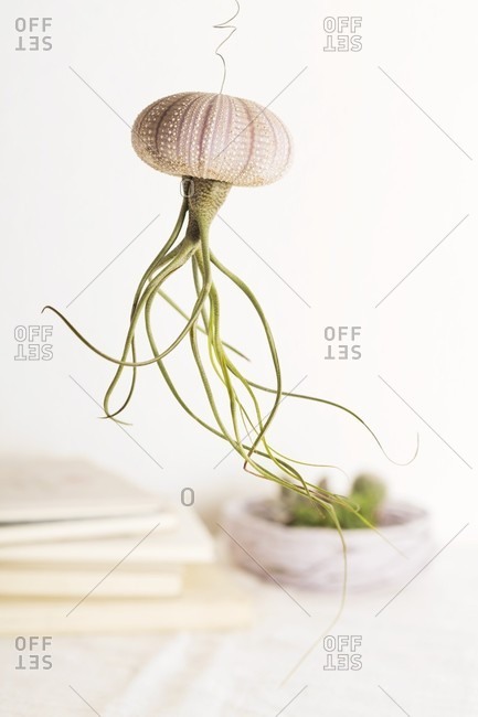 Ornamental jellyfish made from air plant planted upside down in sea urchin test