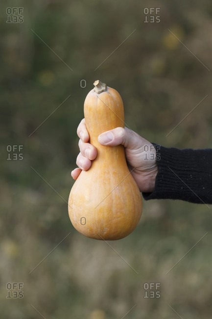A hand holding a butternut squash