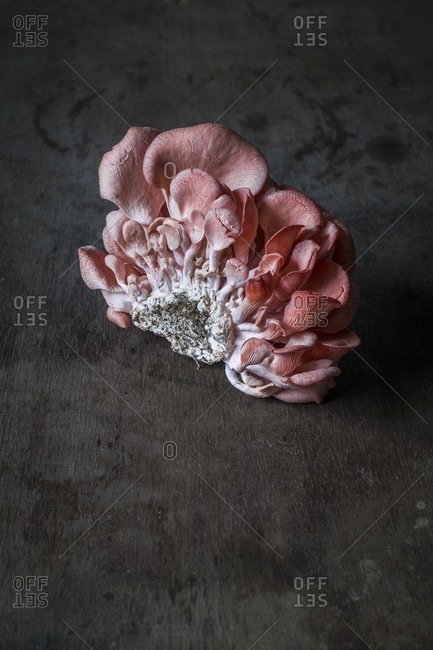 Fresh pink oyster mushrooms - Offset