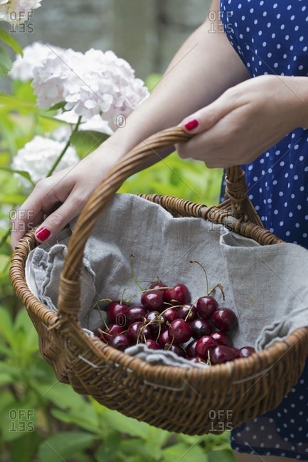 Woman holding basket of cherries