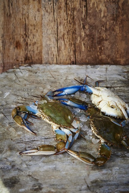 Fresh Maryland blue crabs on a wooden surface
