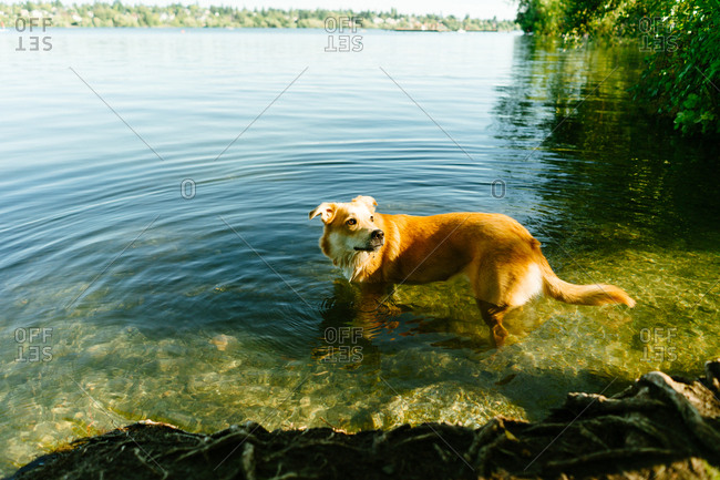 Dog in Green Lake, Seattle, Washington
