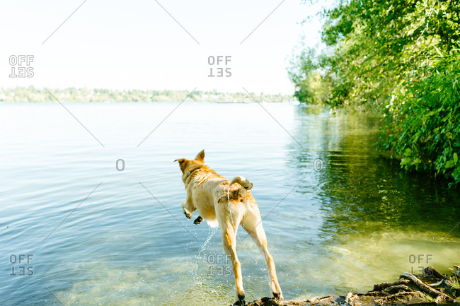 dogs stock photos - OFFSET