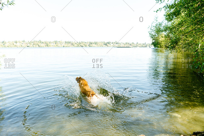 dogs stock photos - OFFSET