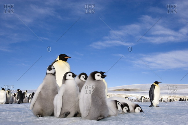 Emperor penguin (Aptenodytes forsteri) and chicks, Snow Hill Island, Weddell Sea, Antarctica, Polar Regions