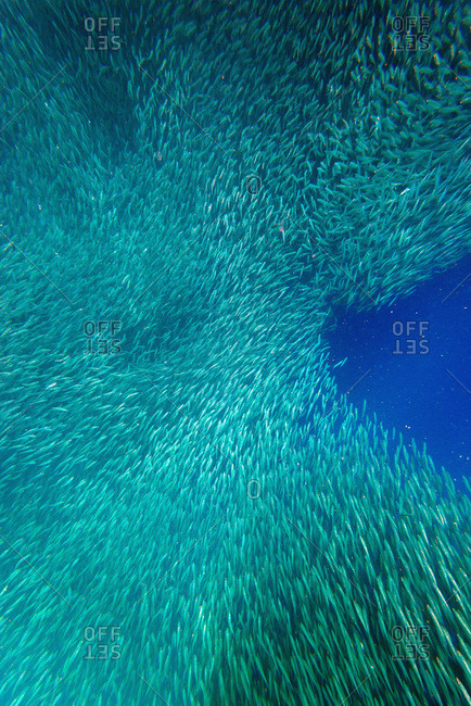 Shoal of sardines, Panagsama Beach, Moalboal, Cebu, The Visayas, Philippines, Southeast Asia, Asia