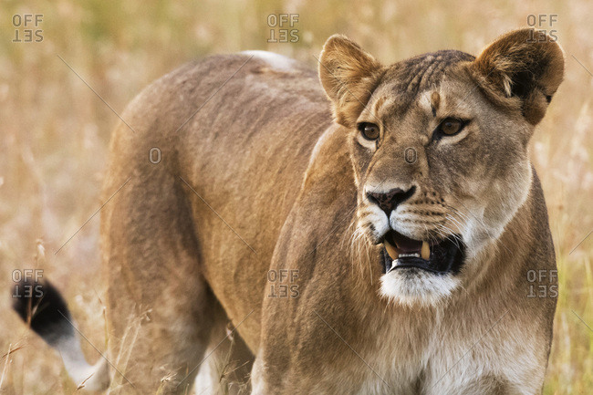 Portrait of a lioness (Panthera leo) in the savannah, Masai Mara, Kenya, East Africa, Africa