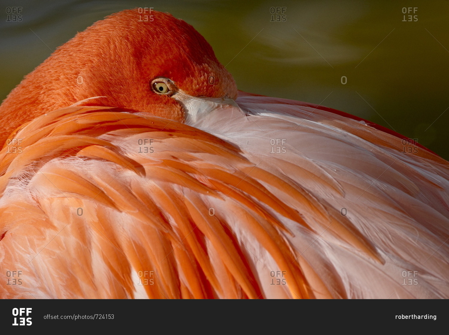 Caribbean flamingo (American flamingo (Phoenicopterus ruber ruber) with beak nestled in the feathers of its back, Rio Grande Zoo, Albuquerque Biological Park, Albuquerque, New Mexico, United States of America, North America