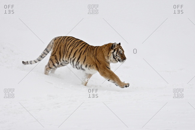 Siberian Tiger (Panthera tigris altaica) running through the snow, in captivity, near Bozeman, Montana, United States of America, North America