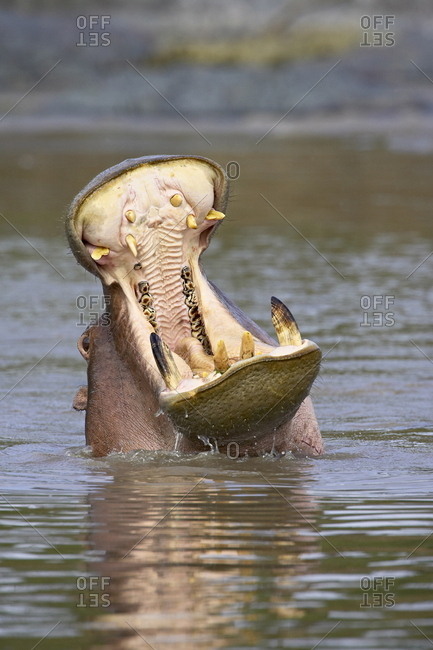 Hippopotamus (Hippopotamus amphibius) yawning, Serengeti National Park, Tanzania, East Africa, Africa