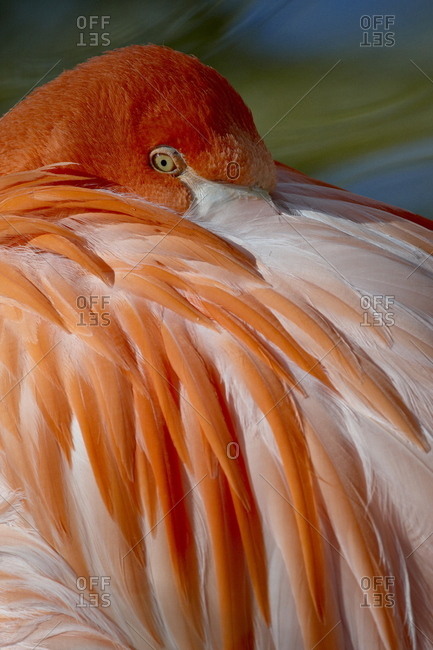Caribbean Flamingo (American Flamingo) (Phoenicopterus ruber ruber) with beak nestled in the feathers of its back, in captivity, Rio Grande Zoo, Albuquerque Biological Park, Albuquerque, New Mexico, United States of America, North America