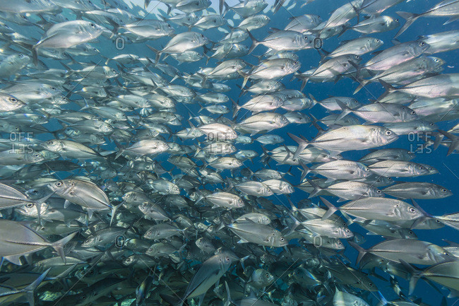 A school of bigeye trevally (Caranx sexfasciatus), Sebayur Island, Komodo Island National Park, Indonesia, Southeast Asia, Asia