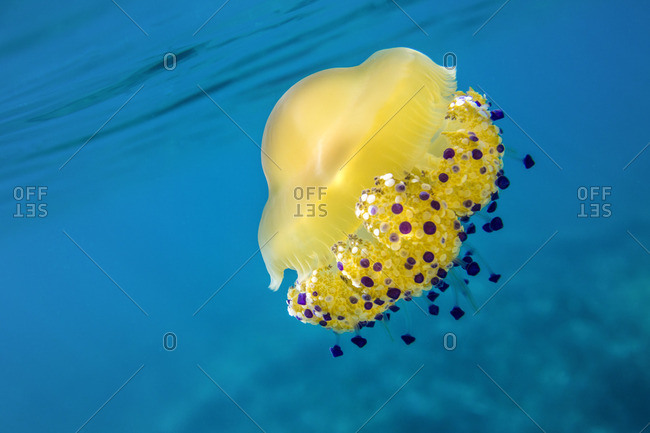 A bright yellow jellyfish (Cotylorhiza tuberculata) in the