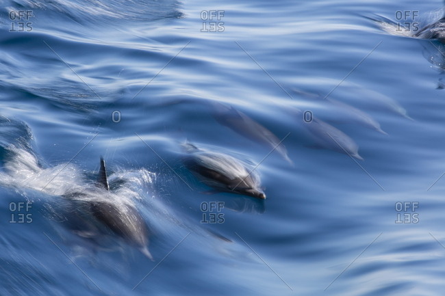 Long-beaked common dolphin (Delphinus capensis), motion blur in ship's wake near Isla Santa Catalina, Baja California Sur, Mexico, North America
