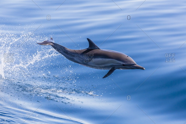 Long-beaked common dolphin (Delphinus capensis) leaping near Isla Santa Catalina, Baja California Sur, Mexico, North America