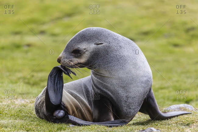 Antarctic fur seal (Arctocephalus gazella) female ready to give birth, Stromness Harbor, South Georgia, UK Overseas Protectorate, Polar Regions