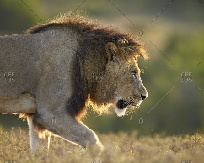 Male lion (Panthera leo), backlit, Addo Elephant National Park, South Africa, Africa