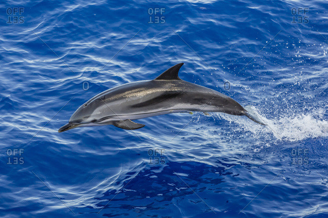 Adult striped dolphin (Stenella coeruleoalba) leaping near La Gomera, Canary Islands, Spain, Atlantic, Europe