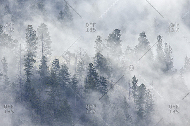 Evergreen trees in fog, Yellowstone National Park, UNESCO World Heritage Site, Wyoming, United States of America, North America