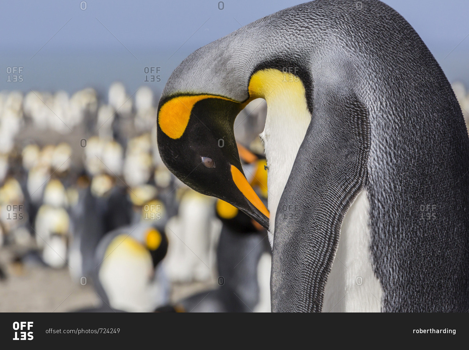 Adult king penguin (Aptenodytes patagonicus) at breeding colony at St. Andrews Bay, South Georgia, UK Overseas Protectorate, Polar Regions