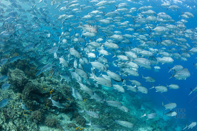 A school of bigeye trevally (Caranx sexfasciatus) on Sebayur Island, Flores Sea, Indonesia, Southeast Asia, Asia