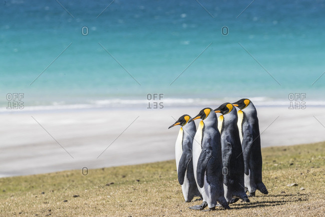 Adult king penguins (Aptenodytes patagonicus) on the grassy slopes of Saunders Island, Falkland Islands, South America