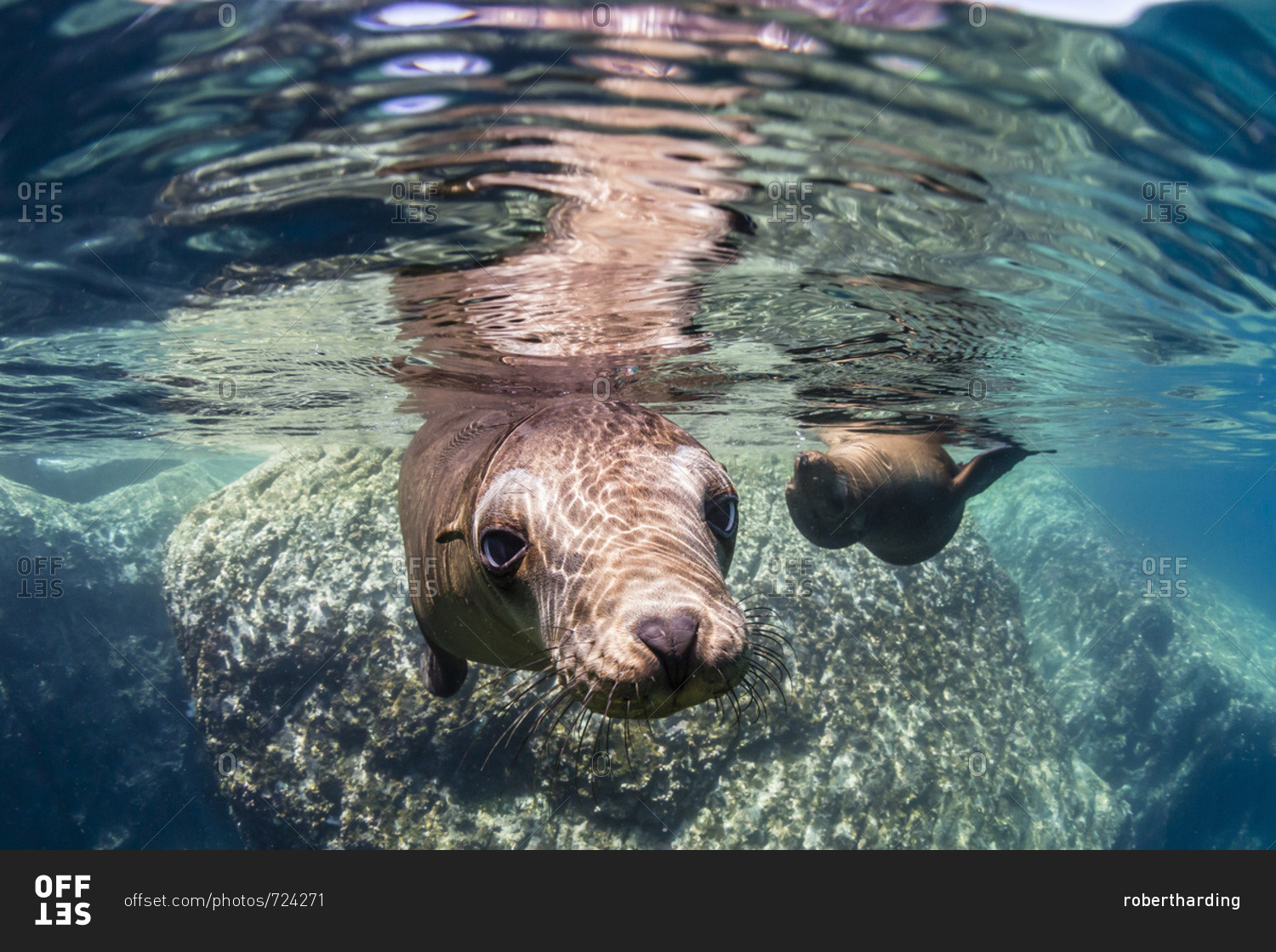 Adult California sea lions (Zalophus californianus) underwater at Los Islotes, Baja California Sur, Mexico, North America