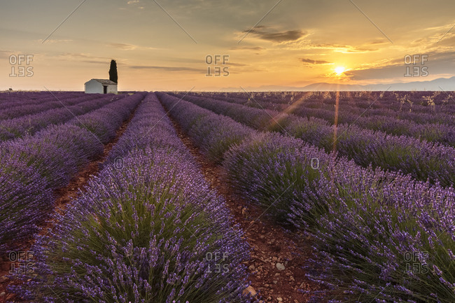 Rural house with tree in a lavender crop at dawn, Plateau de Valensole, Alpes-de-Haute-Provence, Provence-Alpes-Cote d'Azur, France, Europe