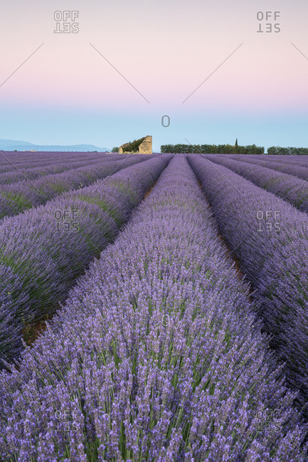 Ruins in a lavender field at dawn, Plateau de Valensole, Alpes-de-Haute-Provence, Provence-Alpes-Cote d'Azur, France, Europe