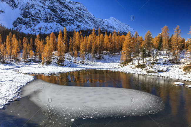 Red larches frame the frozen Lake Mufule, Malenco Valley, Province of Sondrio, Valtellina, Lombardy, Italy, Europe