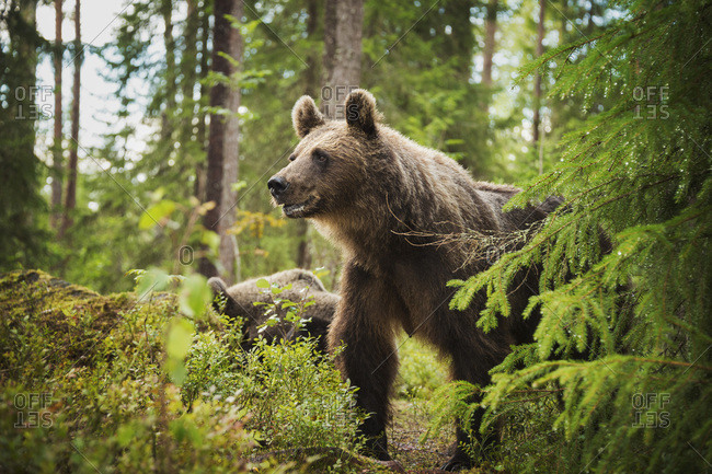 Brown bear (Ursus Arctos), Finland, Scandinavia, Europe