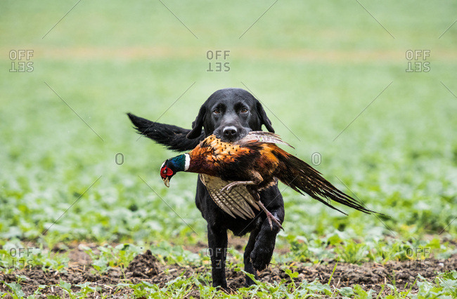 Pheasant hunting with a hot sale lab