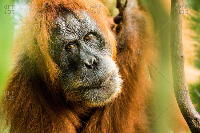 female Orangutan Sumatra (Pongo abelii), Indonesia, Southeast Asia