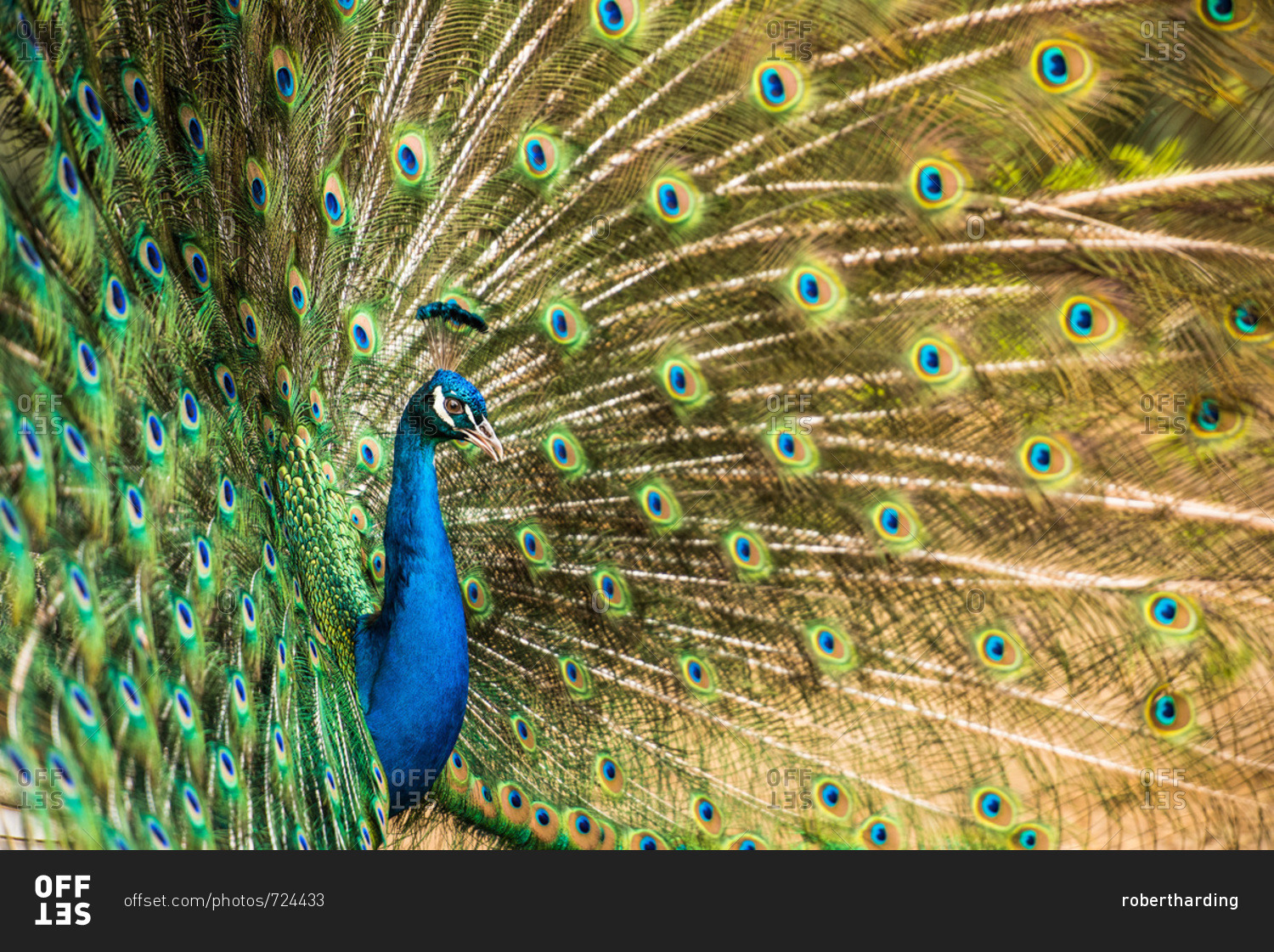 Male peacock displaying, United Kingdom, Europe