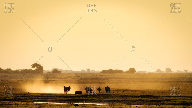 Dazzle of zebras, Chobe National Park, Botswana, Africa